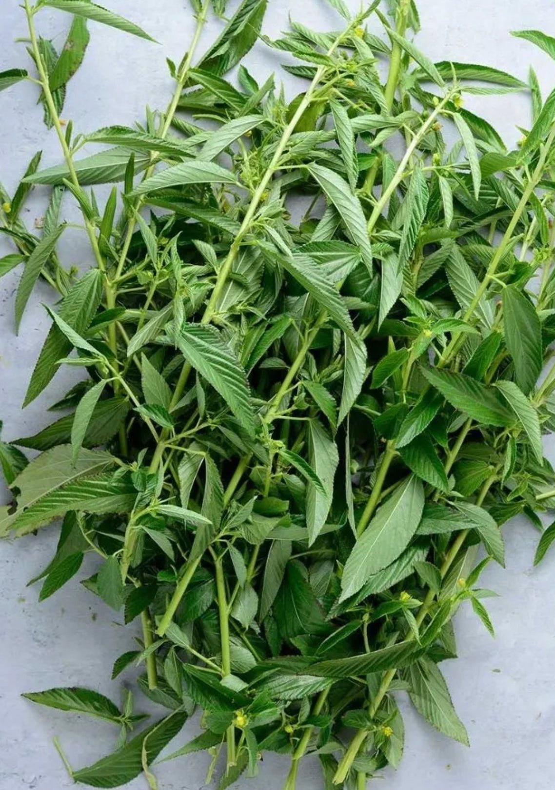 image_27bb7689-b7a5-4ea3-a81d-884f2585e864.jpg Jute Leaves (Ewedu/Molokhia) - Draw Soup Vegetable - 100g - Image 1
